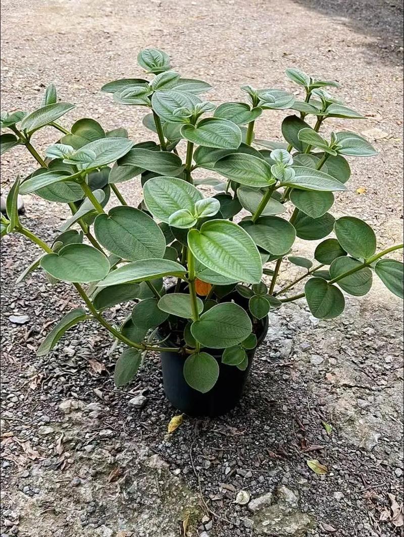 野牡丹怎么繁殖,野牡丹是什么样子的?-第2张图片-优品飞百科 野牡丹怎么繁殖,野牡丹是什么样子的?-第2张图片-优品飞百科