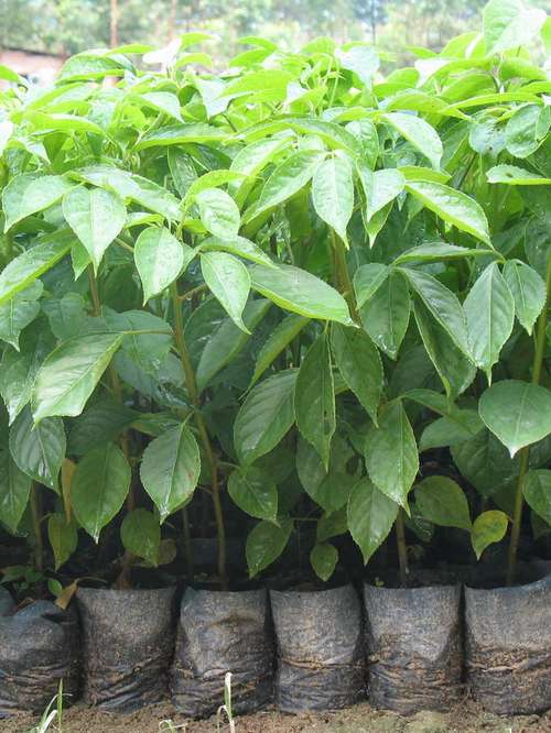 野牡丹怎么繁殖,野牡丹是什么样子的?-第3张图片-优品飞百科 野牡丹怎么繁殖,野牡丹是什么样子的?-第3张图片-优品飞百科