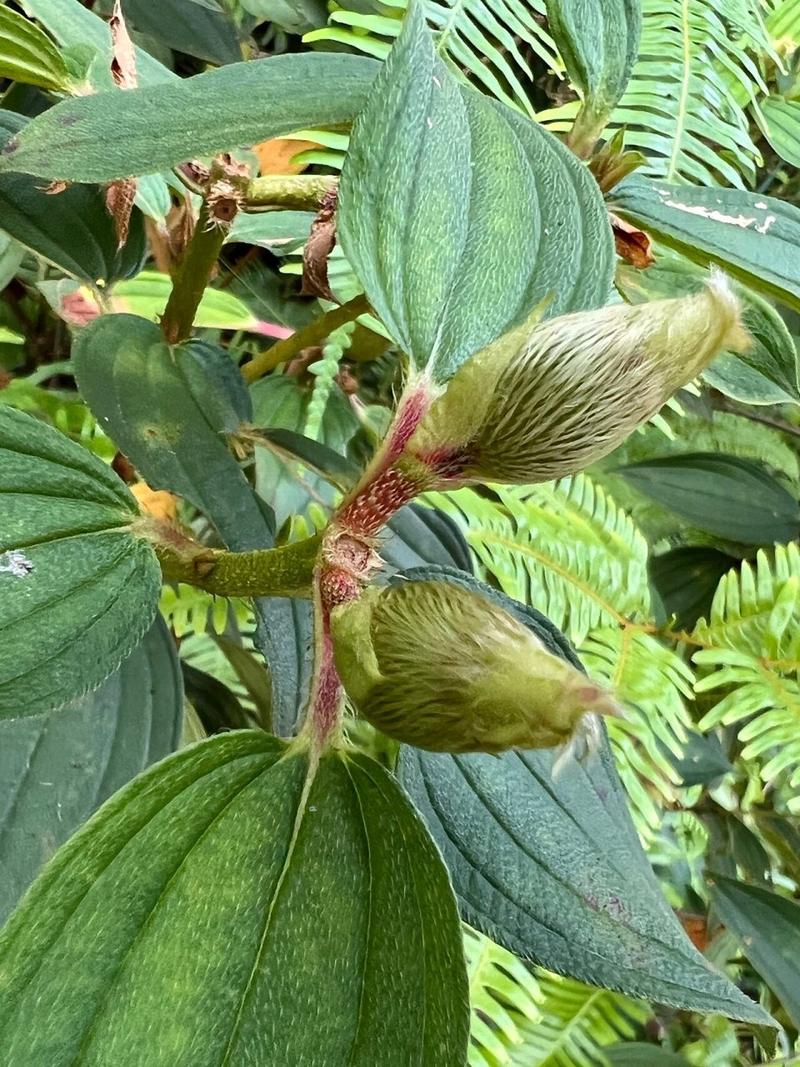 野牡丹怎么繁殖,野牡丹是什么样子的?-第4张图片-优品飞百科 野牡丹怎么繁殖,野牡丹是什么样子的?-第4张图片-优品飞百科