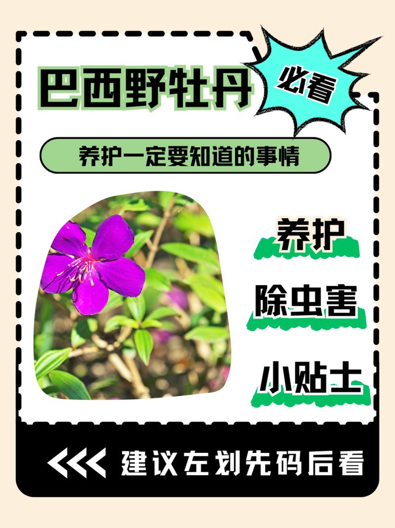 野牡丹怎么繁殖,野牡丹是什么样子的?-第5张图片-优品飞百科 野牡丹怎么繁殖,野牡丹是什么样子的?-第5张图片-优品飞百科