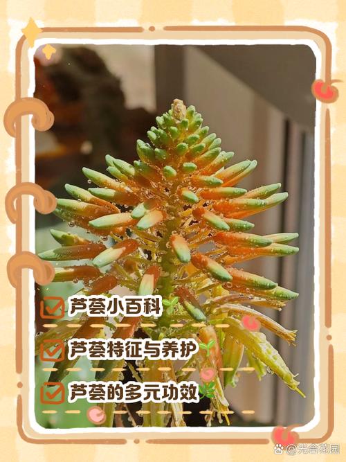 芦荟怎么分株？芦荟怎么分株移栽太高了？