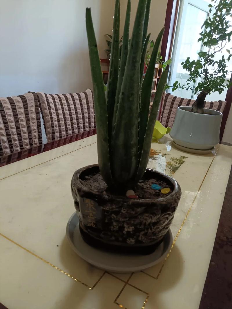 芦荟怎么分株？芦荟怎么分株移栽太高了？-第2张图片-优品飞百科