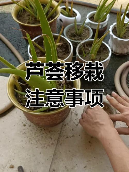 芦荟怎么分株？芦荟怎么分株移栽太高了？-第3张图片-优品飞百科