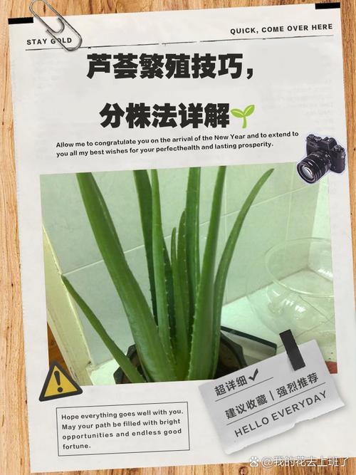芦荟怎么分株？芦荟怎么分株移栽太高了？-第4张图片-优品飞百科