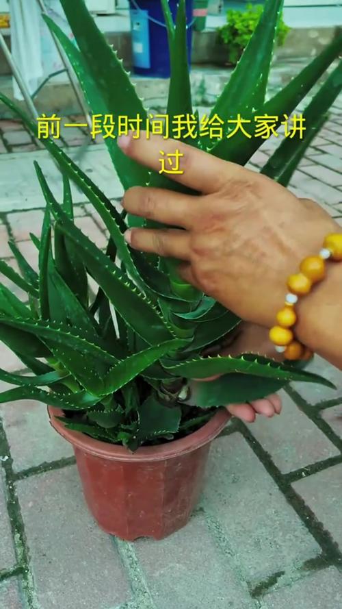 芦荟怎么分株？芦荟怎么分株移栽太高了？-第5张图片-优品飞百科