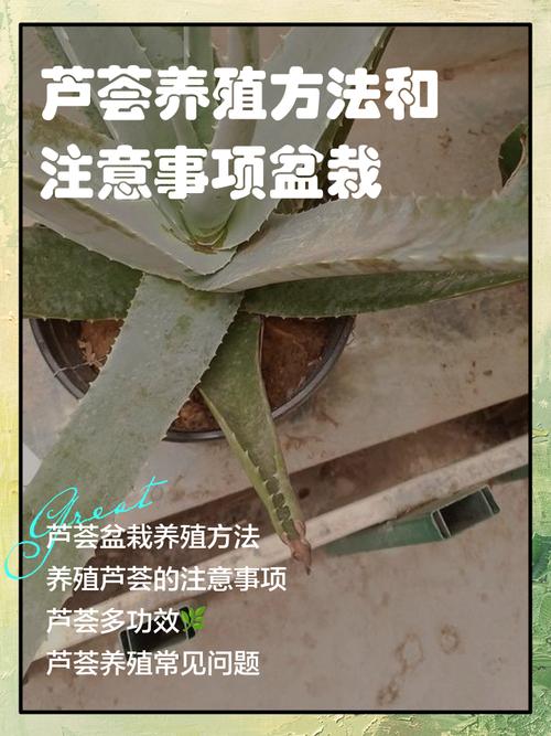芦荟怎么分株？芦荟怎么分株移栽太高了？-第6张图片-优品飞百科