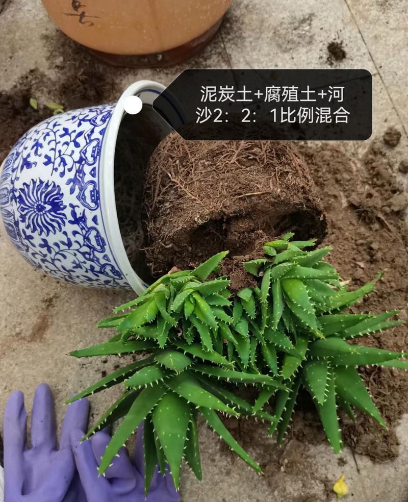 芦荟怎么分株？芦荟怎么分株移栽太高了？-第7张图片-优品飞百科