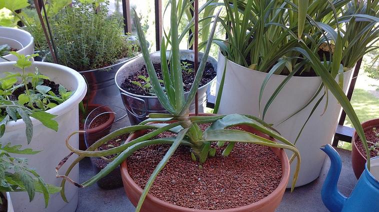 芦荟怎么分株？芦荟怎么分株移栽太高了？-第8张图片-优品飞百科