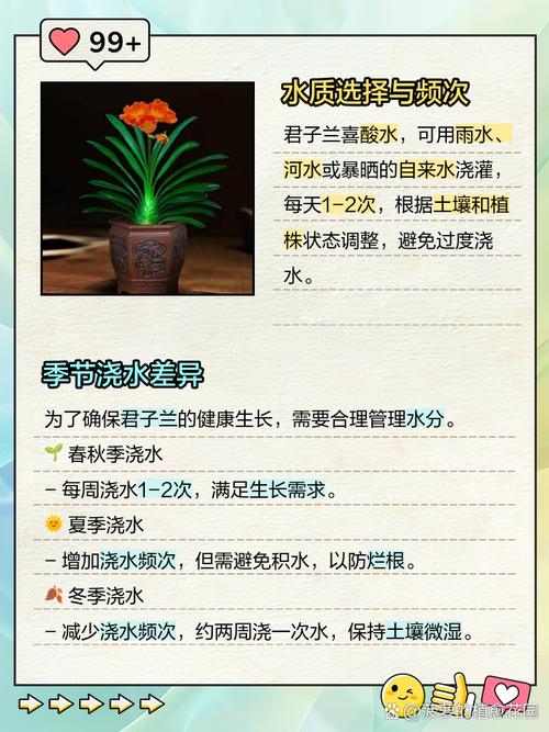 阳台养君子兰怎么浇水，阳台君子兰吧 百度贴吧？