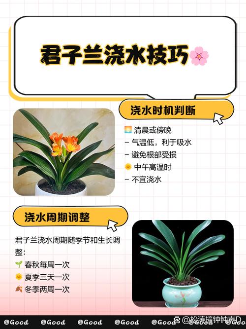 阳台养君子兰怎么浇水,阳台君子兰吧 百度贴吧?-第3张图片-优品飞百科 阳台养君子兰怎么浇水,阳台君子兰吧 百度贴吧?-第3张图片-优品飞百科