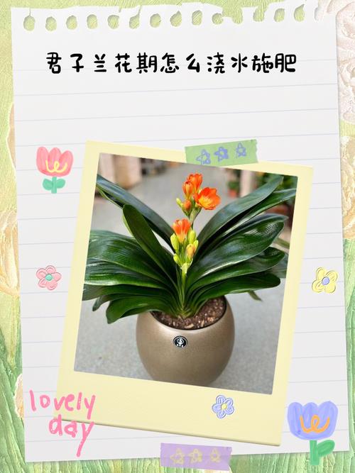 阳台养君子兰怎么浇水,阳台君子兰吧 百度贴吧?-第5张图片-优品飞百科 阳台养君子兰怎么浇水,阳台君子兰吧 百度贴吧?-第5张图片-优品飞百科