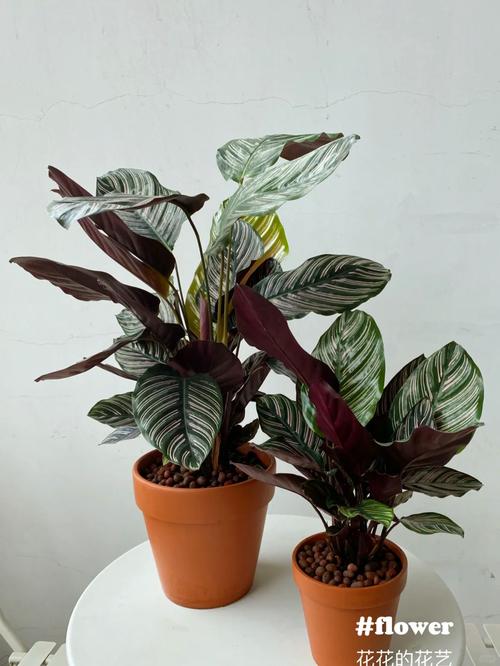 美丽竹芋冬天怎么养，美丽竹芋使用什么肥料比较好