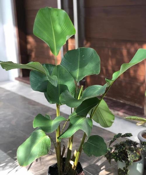 美丽竹芋冬天怎么养,美丽竹芋使用什么肥料比较好-第2张图片-优品飞百科 美丽竹芋冬天怎么养,美丽竹芋使用什么肥料比较好-第2张图片-优品飞百科