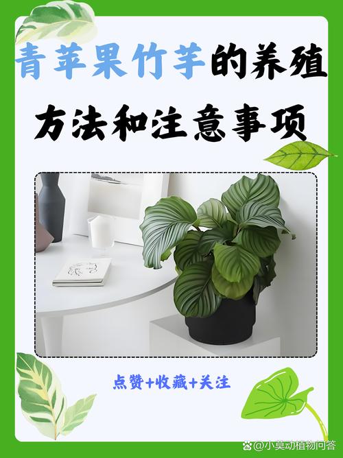 美丽竹芋冬天怎么养,美丽竹芋使用什么肥料比较好-第3张图片-优品飞百科 美丽竹芋冬天怎么养,美丽竹芋使用什么肥料比较好-第3张图片-优品飞百科