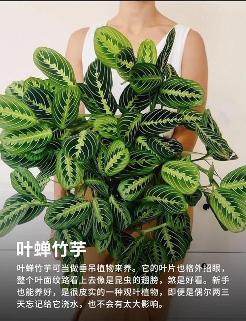 美丽竹芋冬天怎么养,美丽竹芋使用什么肥料比较好-第4张图片-优品飞百科 美丽竹芋冬天怎么养,美丽竹芋使用什么肥料比较好-第4张图片-优品飞百科