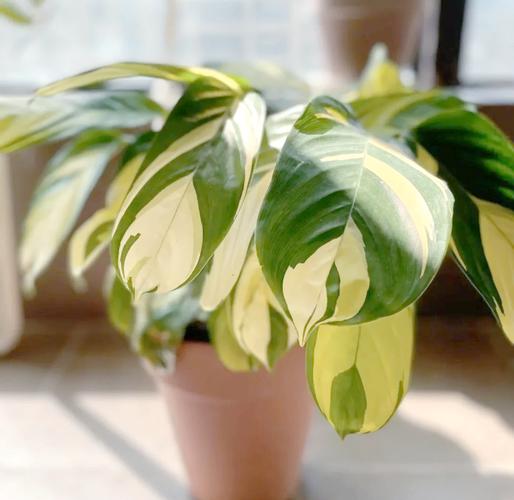 美丽竹芋冬天怎么养,美丽竹芋使用什么肥料比较好-第5张图片-优品飞百科 美丽竹芋冬天怎么养,美丽竹芋使用什么肥料比较好-第5张图片-优品飞百科