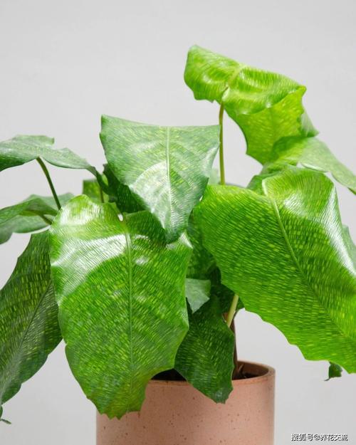 美丽竹芋冬天怎么养,美丽竹芋使用什么肥料比较好-第6张图片-优品飞百科 美丽竹芋冬天怎么养,美丽竹芋使用什么肥料比较好-第6张图片-优品飞百科