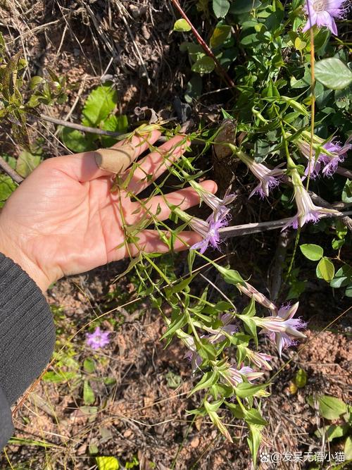 红花龙胆冬天养殖的禁忌，红花龙胆用法？