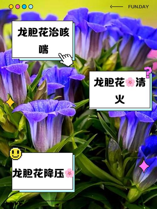 红花龙胆冬天养殖的禁忌,红花龙胆用法?-第2张图片-优品飞百科 红花龙胆冬天养殖的禁忌,红花龙胆用法?-第2张图片-优品飞百科