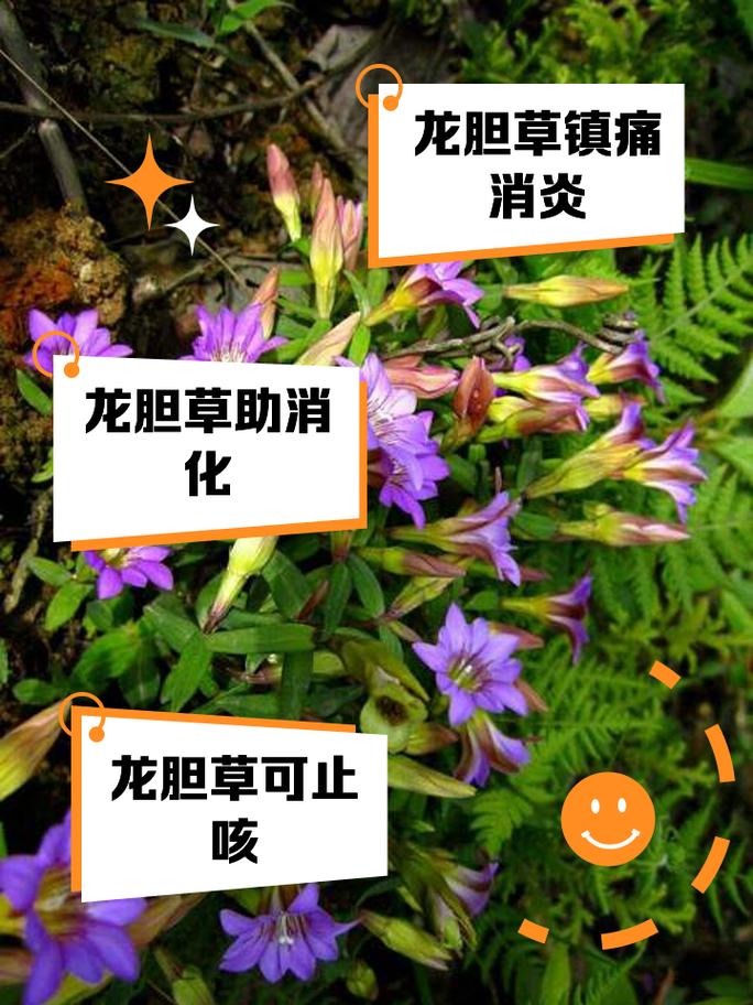 红花龙胆冬天养殖的禁忌,红花龙胆用法?-第5张图片-优品飞百科 红花龙胆冬天养殖的禁忌,红花龙胆用法?-第5张图片-优品飞百科