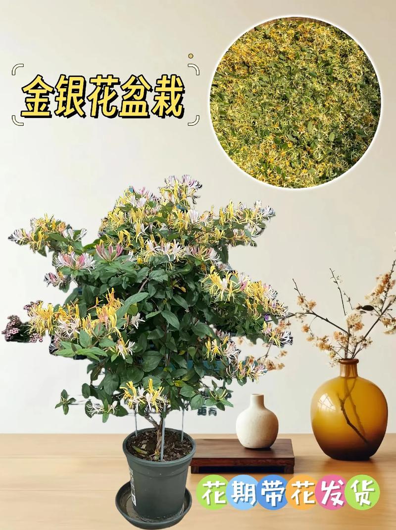 金银花怎么种植盆栽，金银花怎么种植盆栽图片？