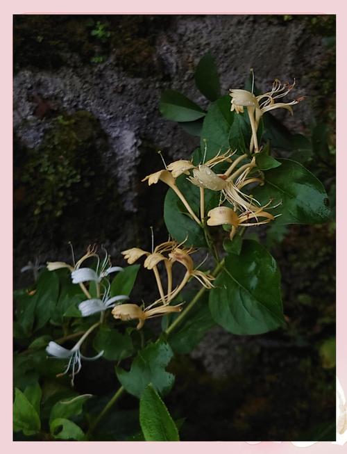 金银花怎么种植盆栽,金银花怎么种植盆栽图片?-第2张图片-优品飞百科 金银花怎么种植盆栽,金银花怎么种植盆栽图片?-第2张图片-优品飞百科