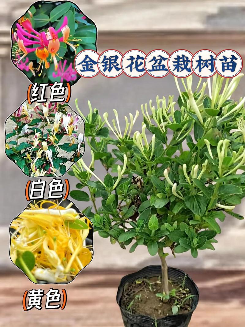 金银花怎么种植盆栽,金银花怎么种植盆栽图片?-第4张图片-优品飞百科 金银花怎么种植盆栽,金银花怎么种植盆栽图片?-第4张图片-优品飞百科