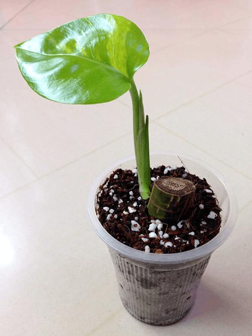 绿萝春天可以扦插吗，绿萝夏天适合插扦吗?