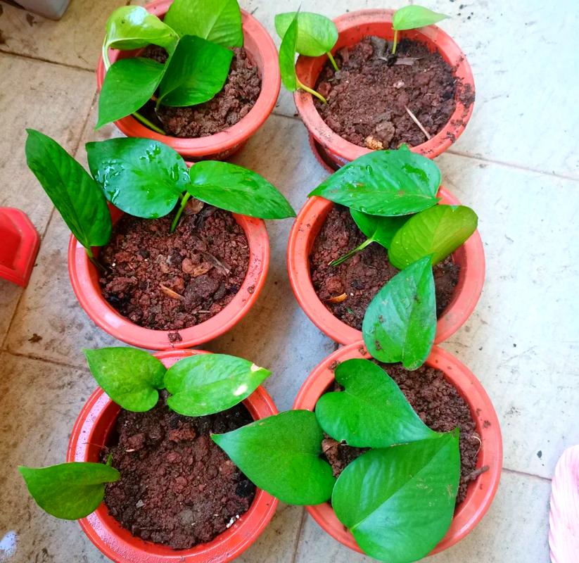 绿萝春天可以扦插吗，绿萝夏天适合插扦吗?-第2张图片-优品飞百科