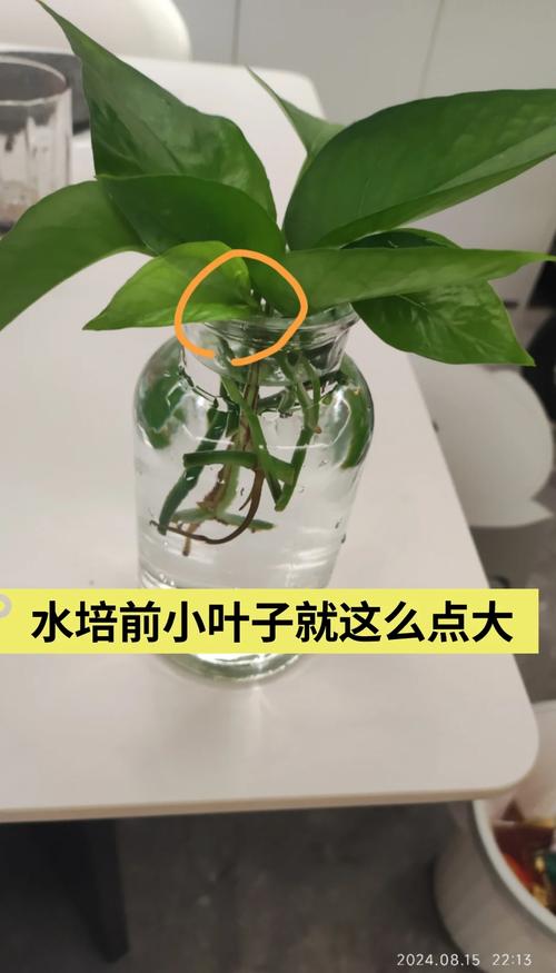 绿萝春天可以扦插吗，绿萝夏天适合插扦吗?-第4张图片-优品飞百科