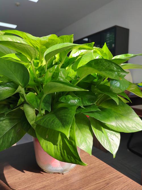 绿萝春天可以扦插吗，绿萝夏天适合插扦吗?-第5张图片-优品飞百科