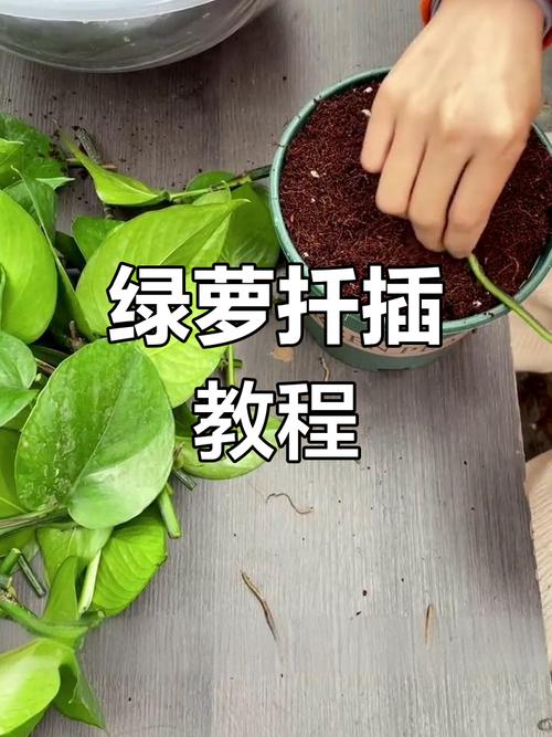 绿萝春天可以扦插吗，绿萝夏天适合插扦吗?-第7张图片-优品飞百科