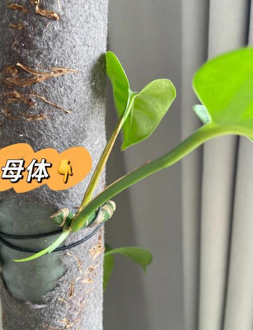 绿萝春天可以扦插吗，绿萝夏天适合插扦吗?-第8张图片-优品飞百科