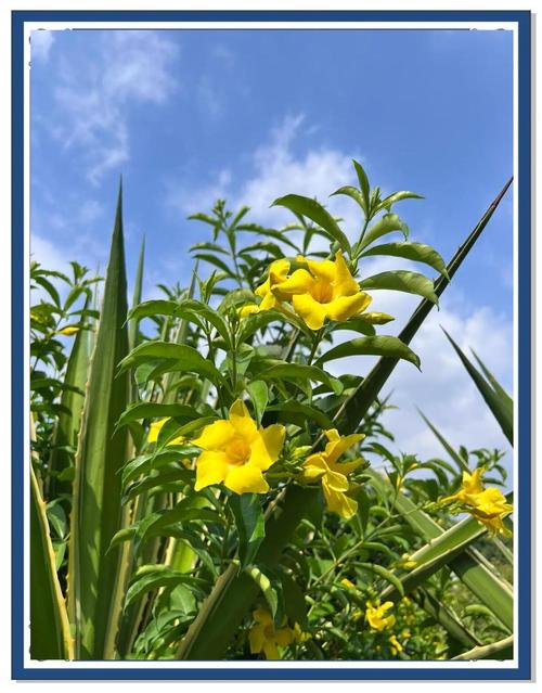 软枝黄蝉的种植方法，软枝黄蝉的种植方法图片？-第1张图片-优品飞百科