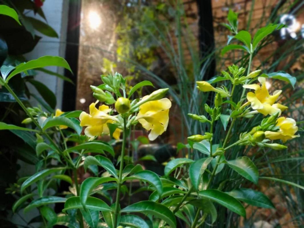 软枝黄蝉的种植方法，软枝黄蝉的种植方法图片？-第2张图片-优品飞百科