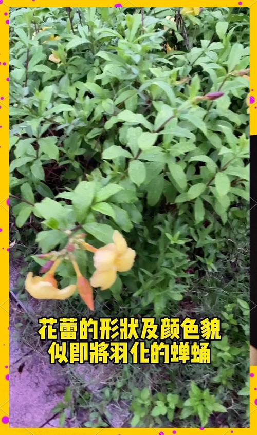 软枝黄蝉的种植方法，软枝黄蝉的种植方法图片？-第3张图片-优品飞百科