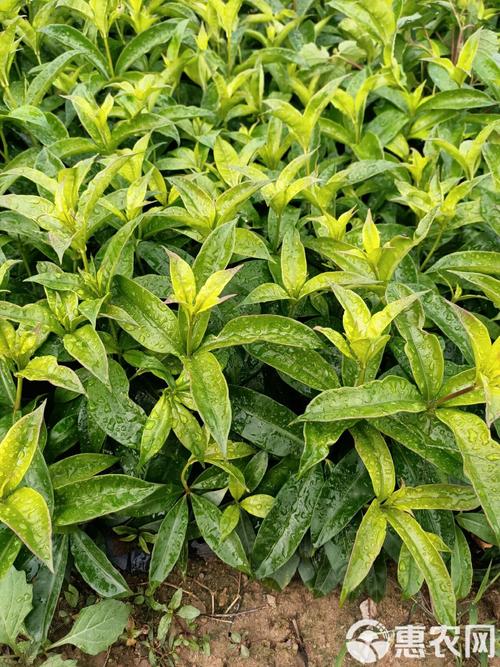 软枝黄蝉的种植方法，软枝黄蝉的种植方法图片？-第4张图片-优品飞百科