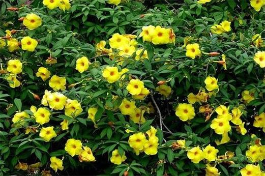 软枝黄蝉的种植方法，软枝黄蝉的种植方法图片？-第5张图片-优品飞百科