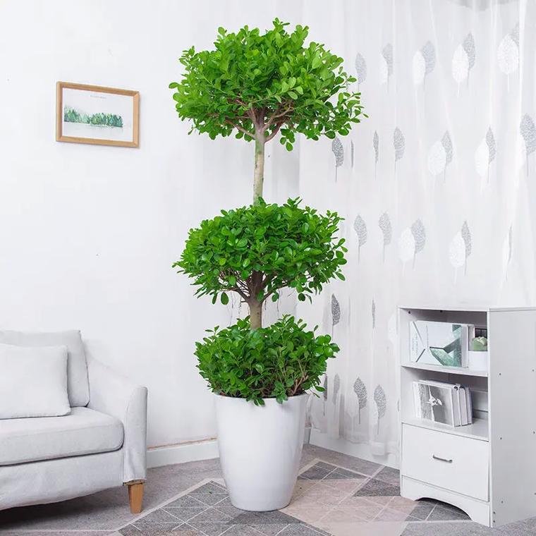 摇钱树的养殖方法，发财树怎么养殖方法？