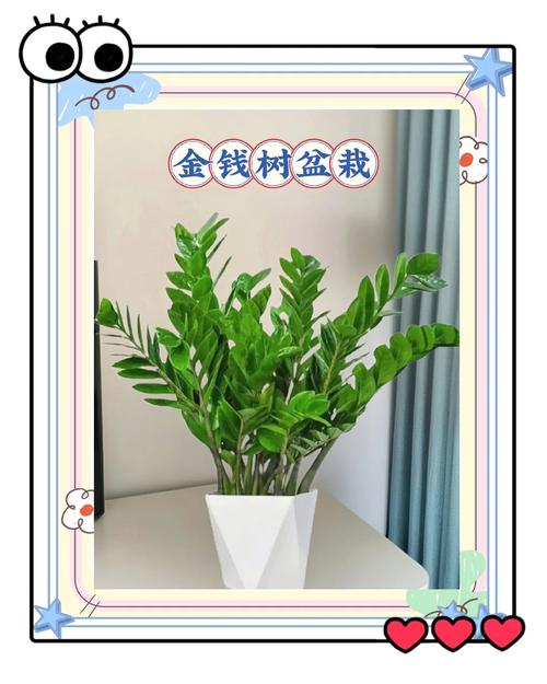 摇钱树的养殖方法,发财树怎么养殖方法?-第2张图片-优品飞百科 摇钱树的养殖方法,发财树怎么养殖方法?-第2张图片-优品飞百科