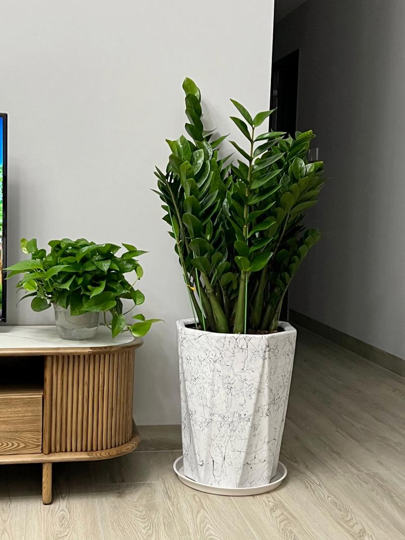 摇钱树的养殖方法,发财树怎么养殖方法?-第3张图片-优品飞百科 摇钱树的养殖方法,发财树怎么养殖方法?-第3张图片-优品飞百科