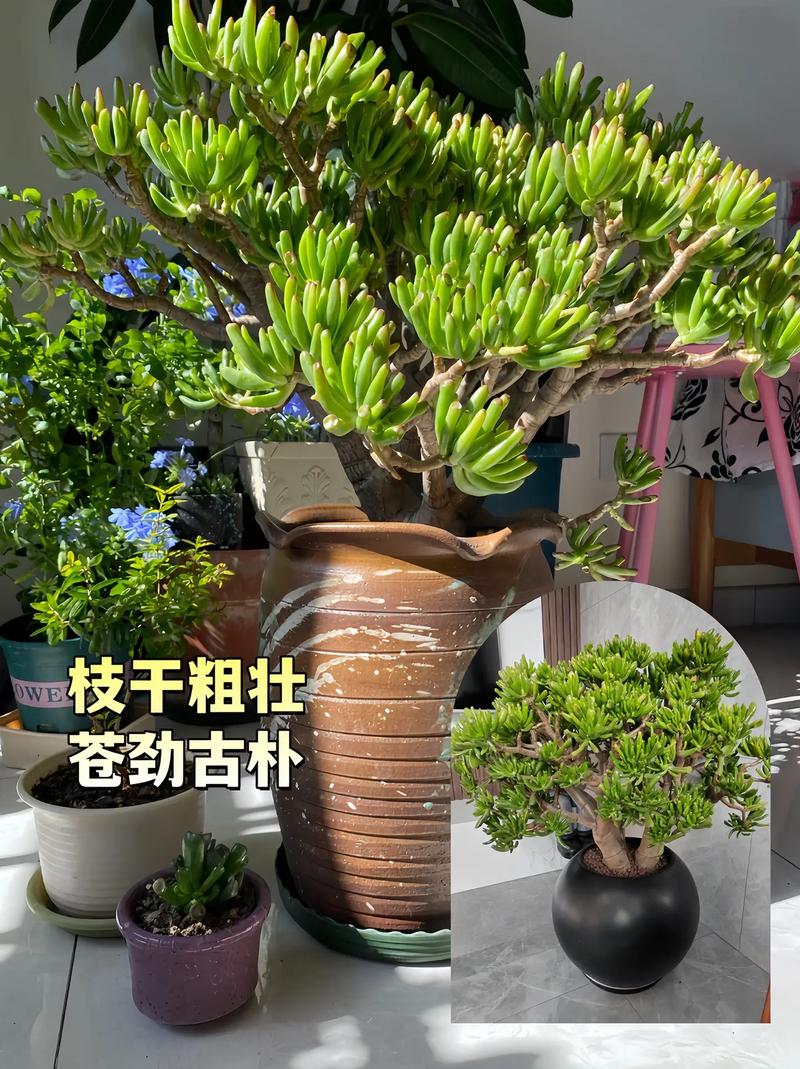 摇钱树的养殖方法,发财树怎么养殖方法?-第4张图片-优品飞百科 摇钱树的养殖方法,发财树怎么养殖方法?-第4张图片-优品飞百科