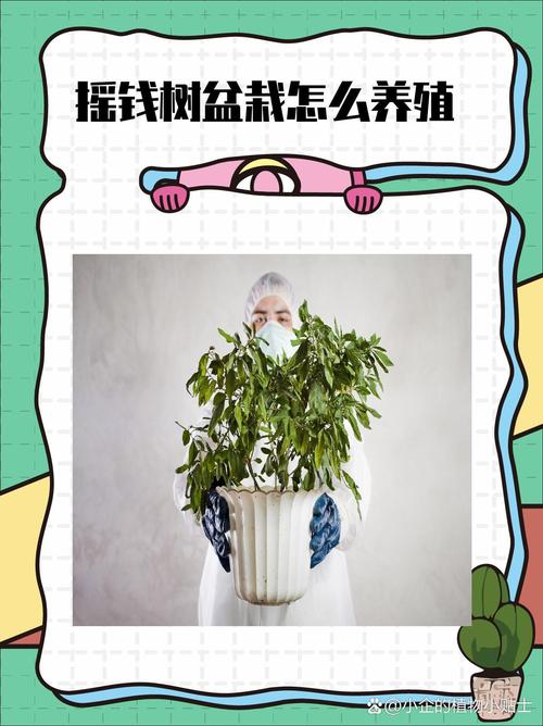 摇钱树的养殖方法,发财树怎么养殖方法?-第5张图片-优品飞百科 摇钱树的养殖方法,发财树怎么养殖方法?-第5张图片-优品飞百科