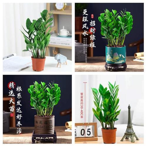 摇钱树的养殖方法,发财树怎么养殖方法?-第7张图片-优品飞百科 摇钱树的养殖方法,发财树怎么养殖方法?-第7张图片-优品飞百科