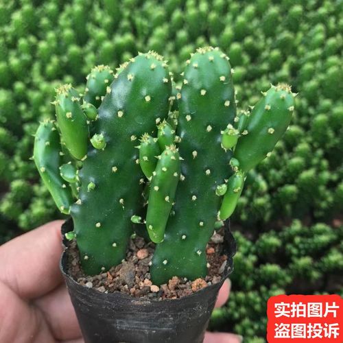 摇钱树的养殖方法,发财树怎么养殖方法?-第8张图片-优品飞百科 摇钱树的养殖方法,发财树怎么养殖方法?-第8张图片-优品飞百科