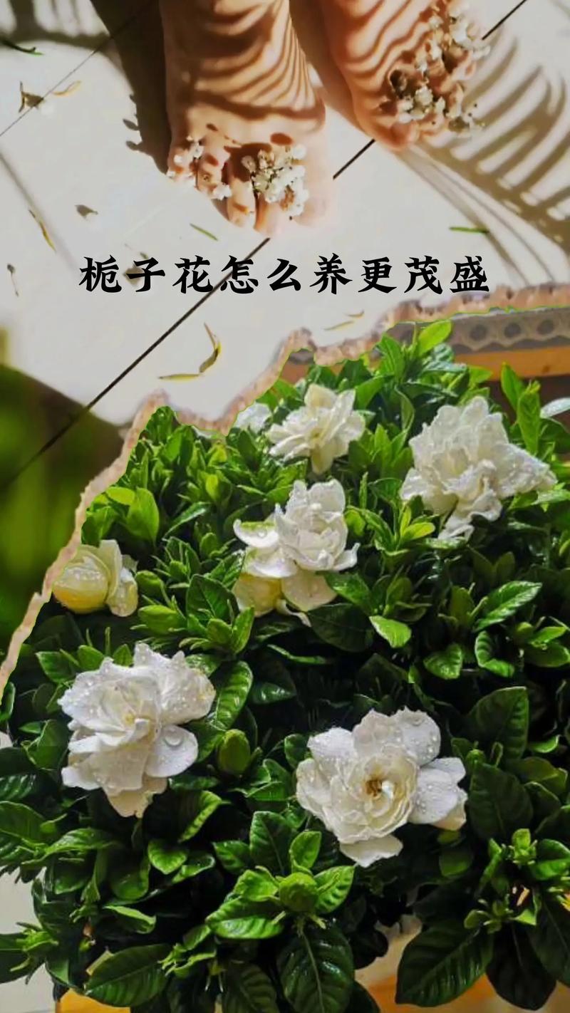 栀子花怎么养才会茂盛？栀子花怎么养才养得好？-第2张图片-优品飞百科