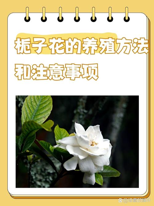 栀子花怎么养才会茂盛？栀子花怎么养才养得好？-第4张图片-优品飞百科