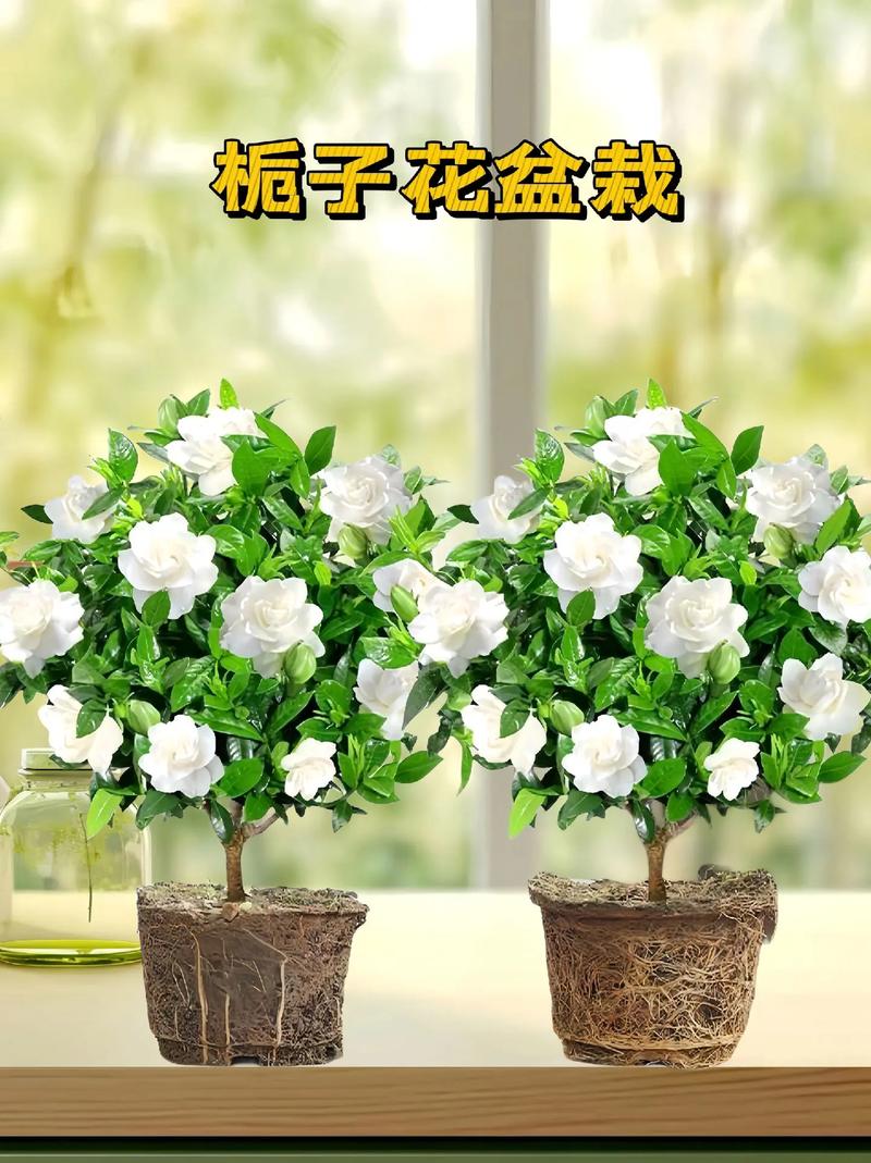 栀子花怎么养才会茂盛？栀子花怎么养才养得好？-第7张图片-优品飞百科