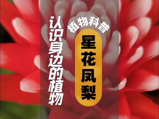 观赏凤梨不开花？凤梨不结果？