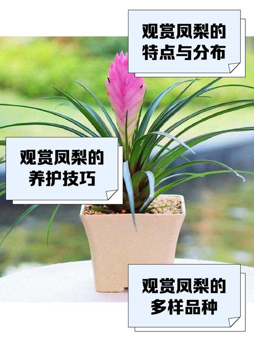 观赏凤梨不开花？凤梨不结果？-第2张图片-优品飞百科